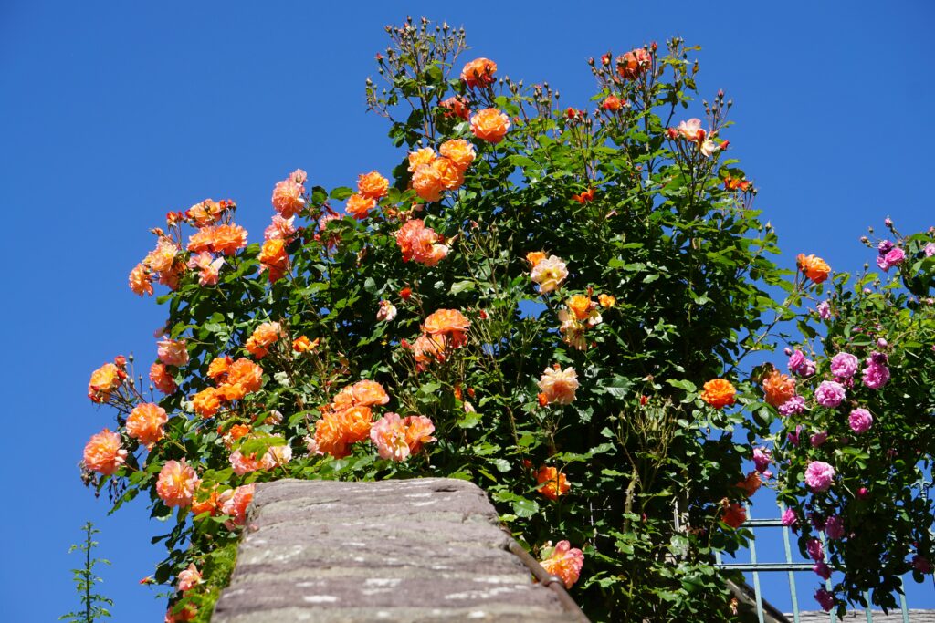 climbing roses for cottage style rose garden