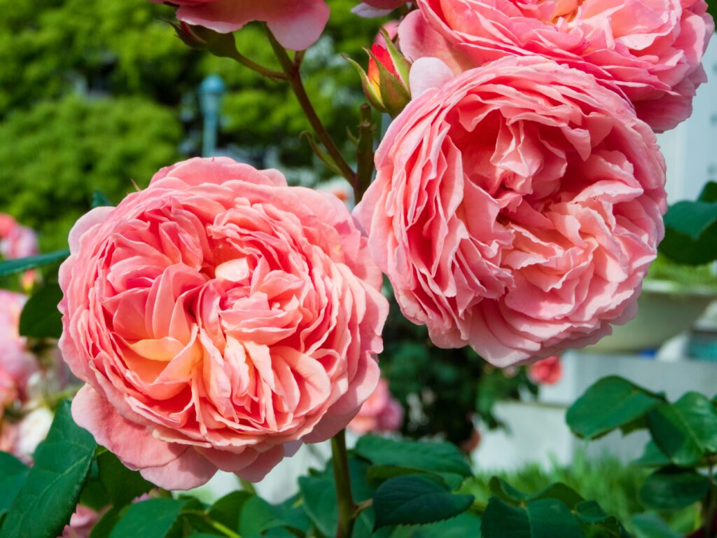 damask roses fragrant old garden variety