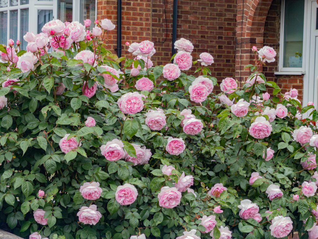 english roses david austin variety for rose garden