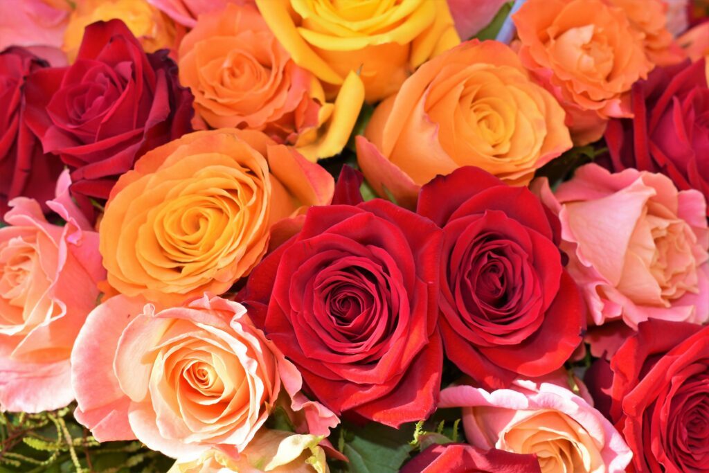 hybrid tea roses single bloom per stem