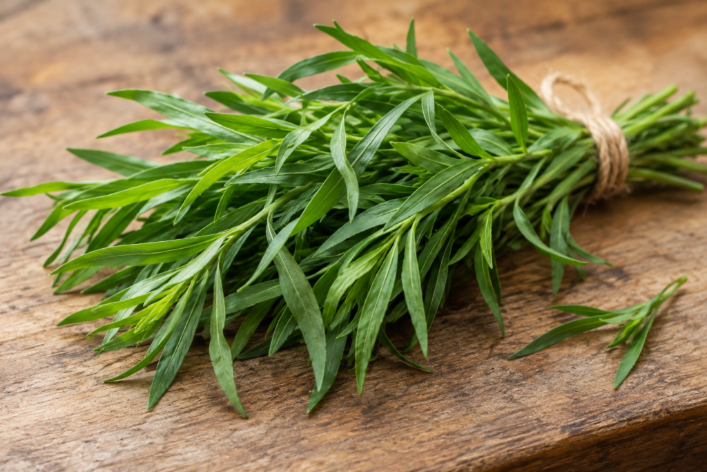 Fresh tarragon sprigs common culinary herb for French sauces and béarnaise